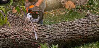 How Our Tree Care Process Works  in  Salamatof, AK