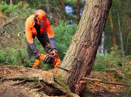 Best Storm Damage Tree Cleanup  in Salamatof, AK