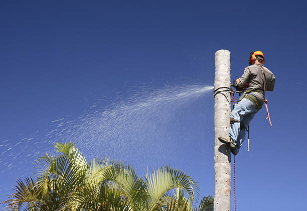 Best Tree Preservation Services  in Salamatof, AK