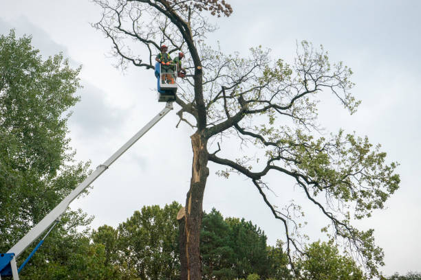 Salamatof, AK Tree Care Company