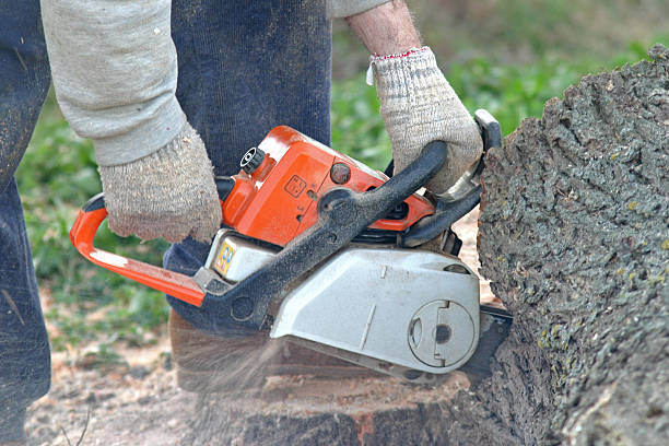 Best Arborist Consultation Services  in Salamatof, AK